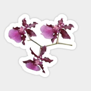 Orchid Cluster Sticker